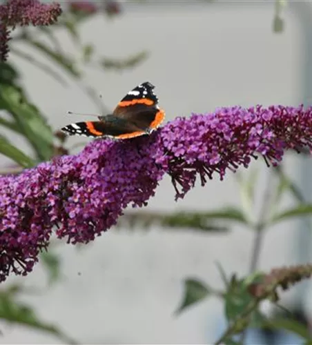 FüR MEHR BIENEN UND SCHMETTERLINGE!