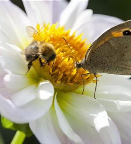 BIENEN UND SCHMETTERLINGE IM GARTEN!