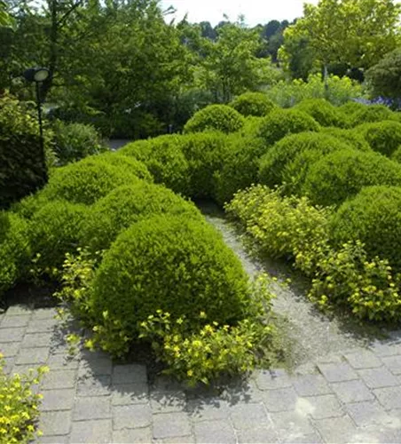 BRAUCHT JEDER BAUERNGARTEN: BUCHS 