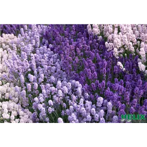 LAVENDEL!