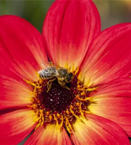 DAHLIEN - BLüHWUNDER IM HOCHSOMMER