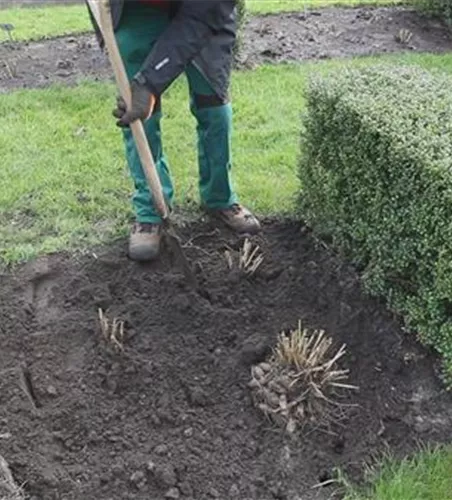 Dahlien - Einpflanzen im Garten