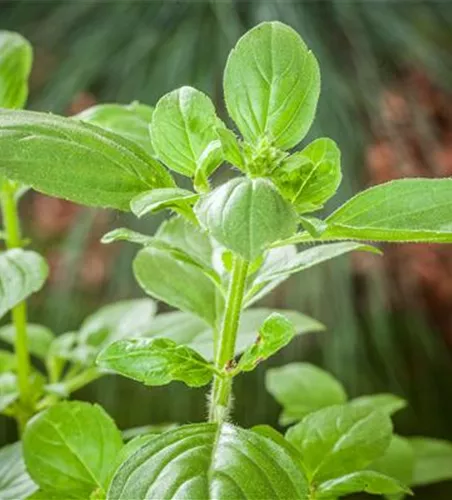 FRISCHE KRäUTER AUS ITALIEN