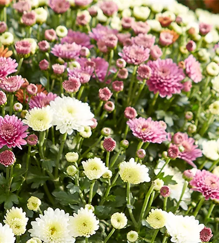 GARTENCHRYSANTHEME