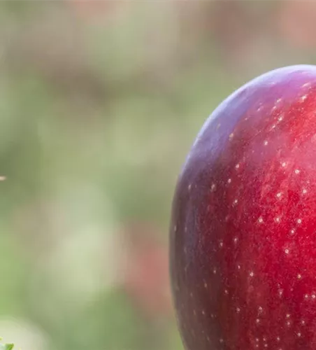 Obstbäume schneiden