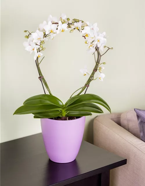 Phalaenopsis 