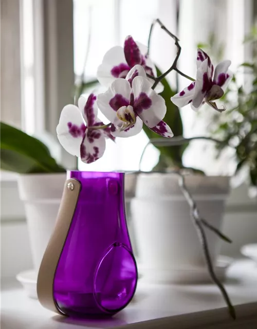 Phalaenopsis 