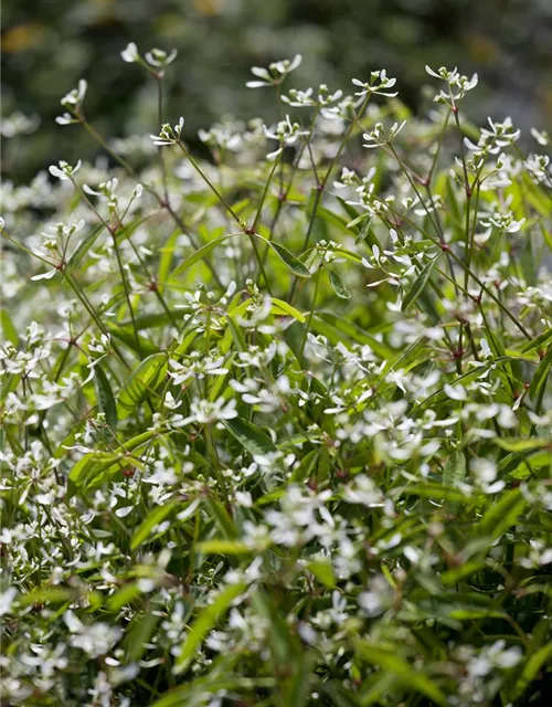 Euphorbia Diamond frost 