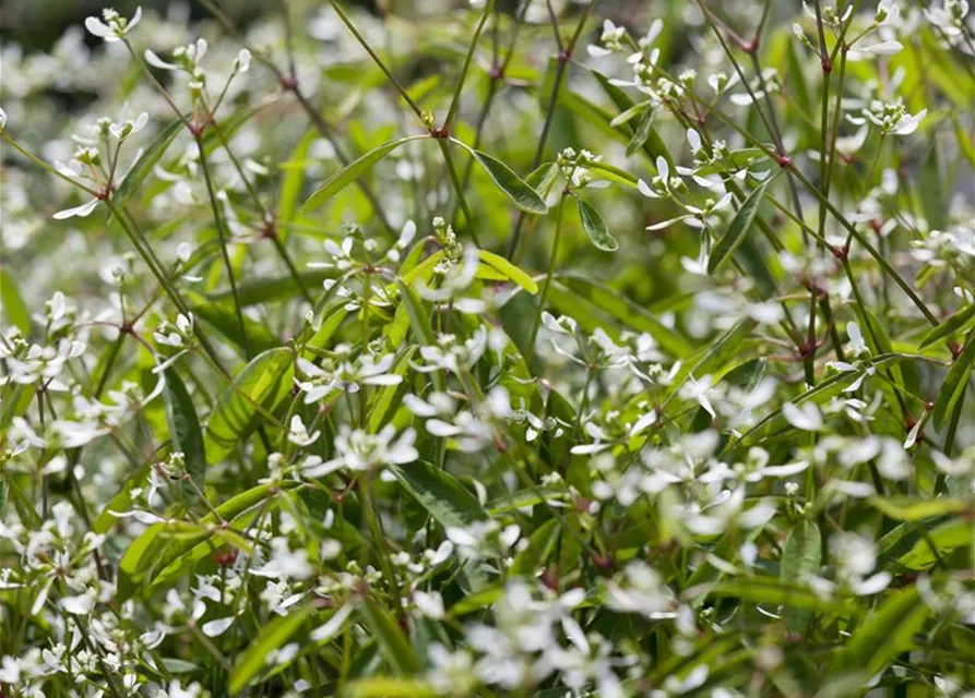 Euphorbia Diamond frost 