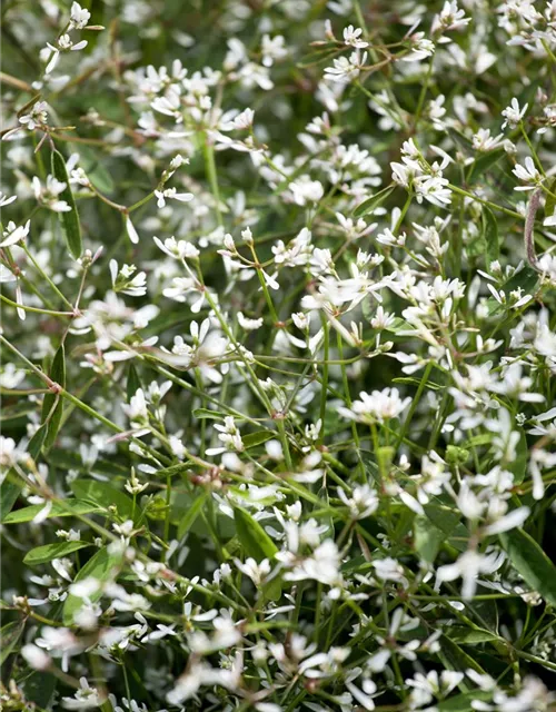 Euphorbia Diamond frost 