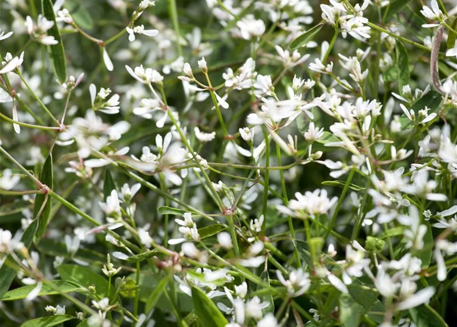 Euphorbia Diamond frost 