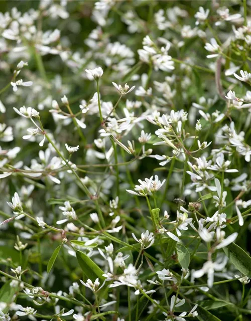 Euphorbia Diamond frost 