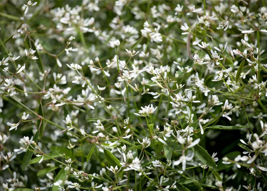 Euphorbia Diamond frost 