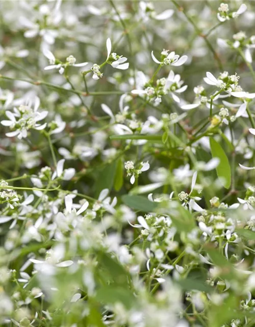 Euphorbia Diamond frost 