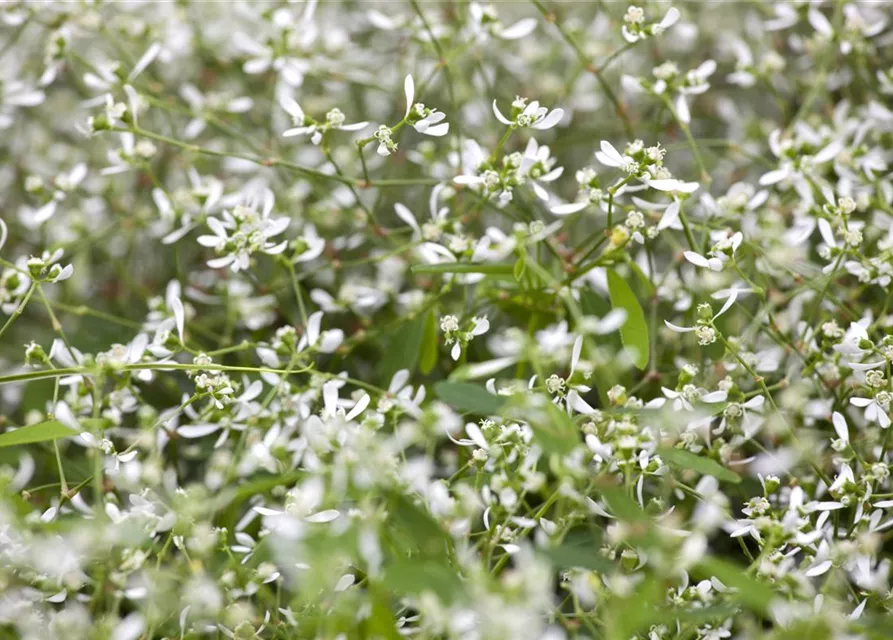 Euphorbia Diamond frost 