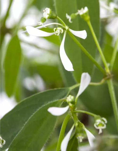 Euphorbia Diamond frost 