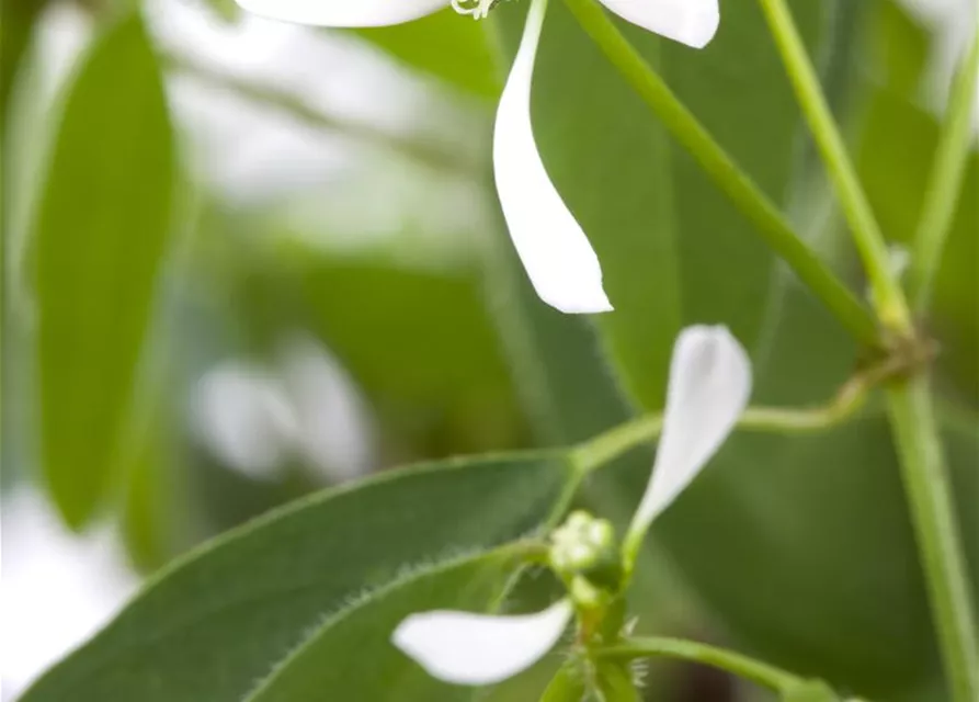 Euphorbia Diamond frost 