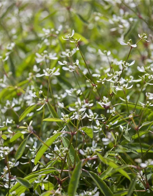 Euphorbia Diamond frost 