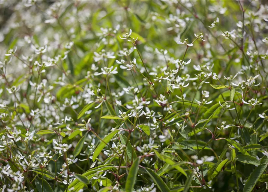 Euphorbia Diamond frost 