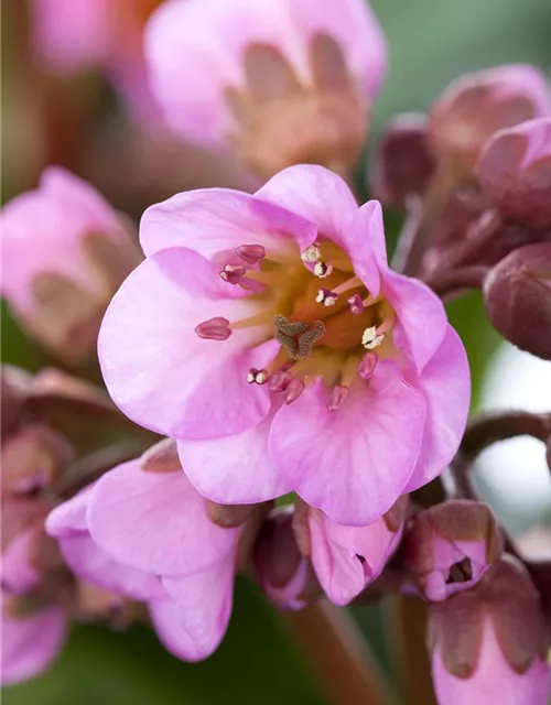  Bergenia in Sorten Tb13