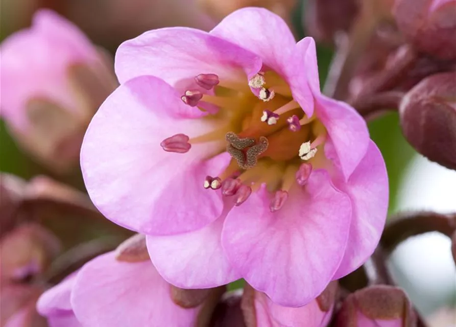  Bergenia in Sorten Tb13