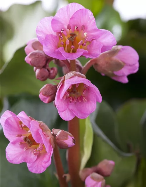  Bergenia in Sorten Tb13