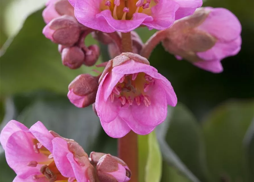  Bergenia in Sorten Tb13