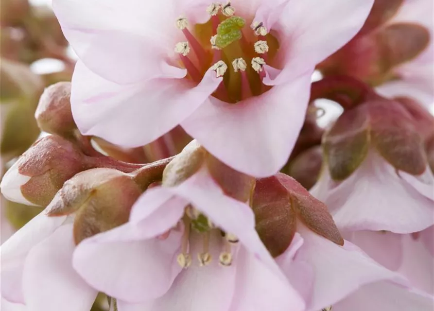  Bergenia in Sorten Tb13