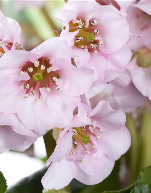  Bergenia in Sorten Tb13