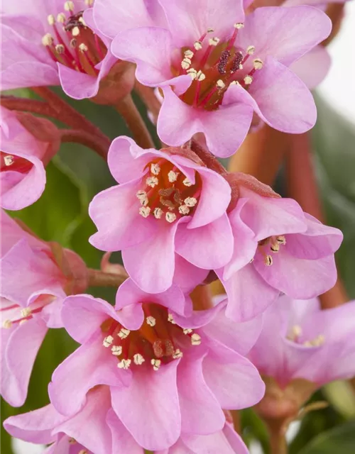  Bergenia in Sorten Tb13