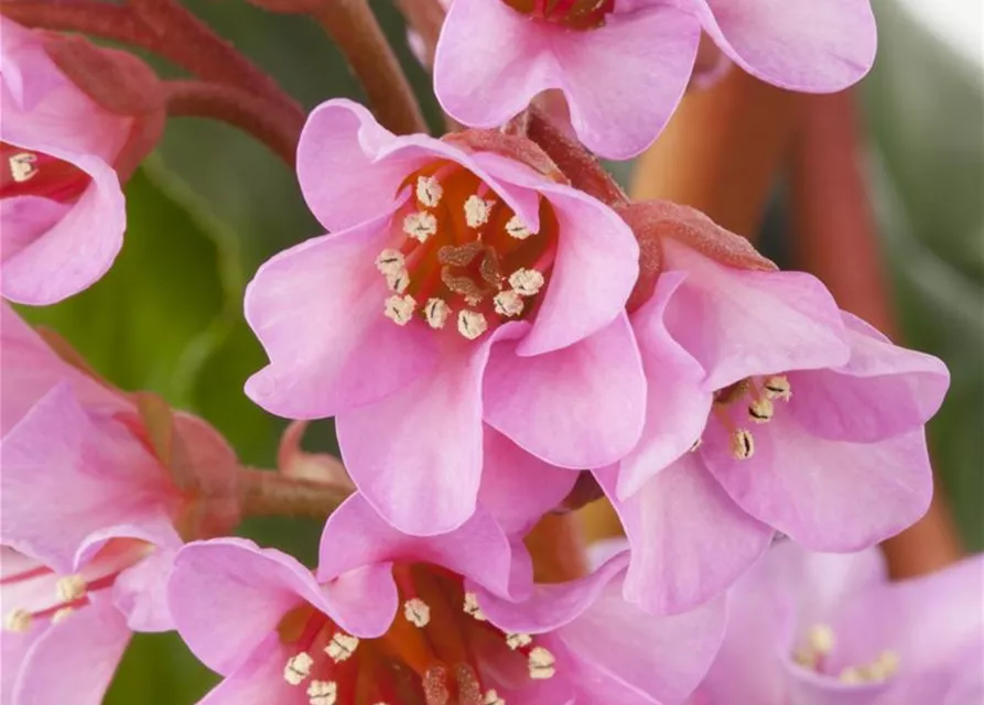  Bergenia in Sorten Tb13