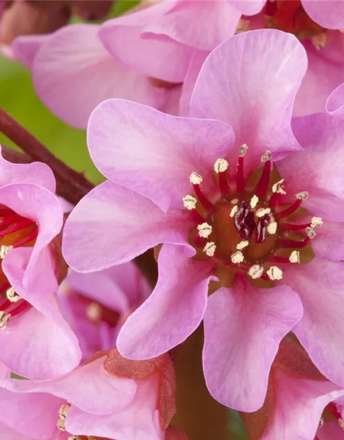  Bergenia in Sorten Tb13