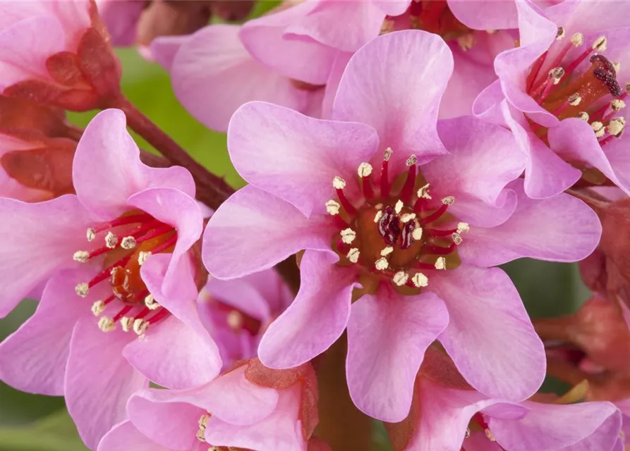  Bergenia in Sorten Tb13