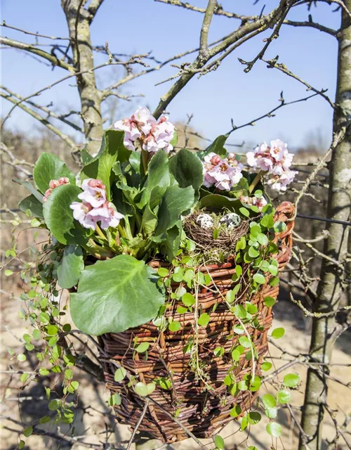  Bergenia in Sorten Tb13