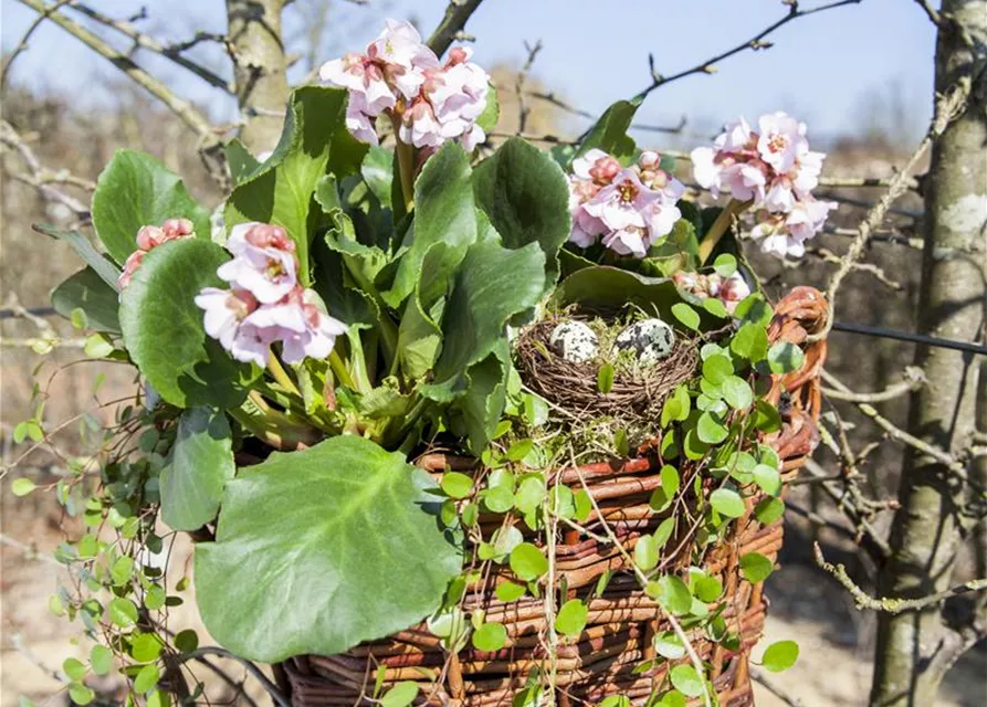  Bergenia in Sorten Tb13