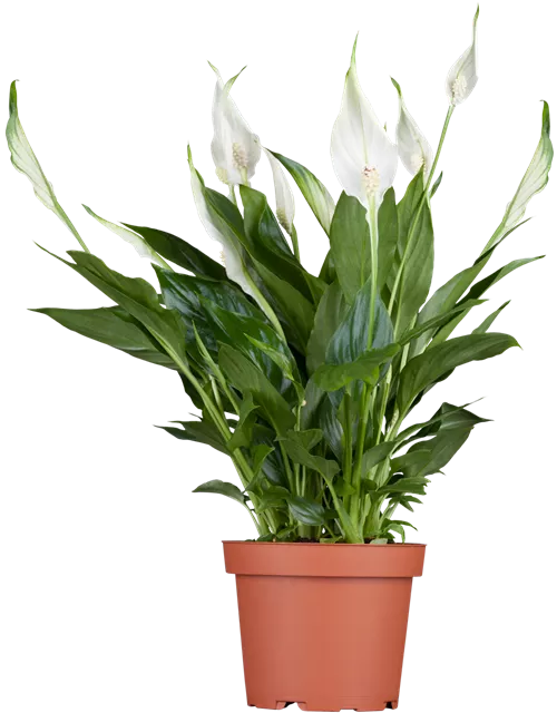 Spathiphyllum 