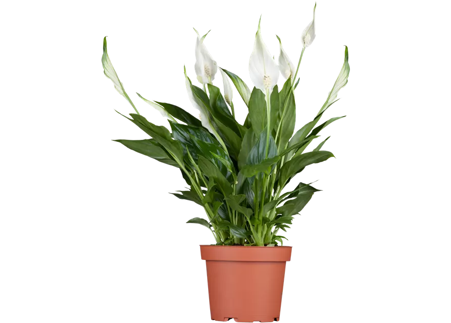 Spathiphyllum 