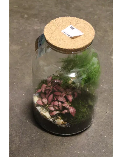 Terrarium bepflanzt