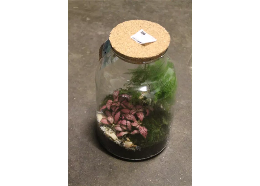 Terrarium bepflanzt