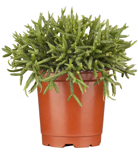 Rhipsalis mix Coral Natur -R-