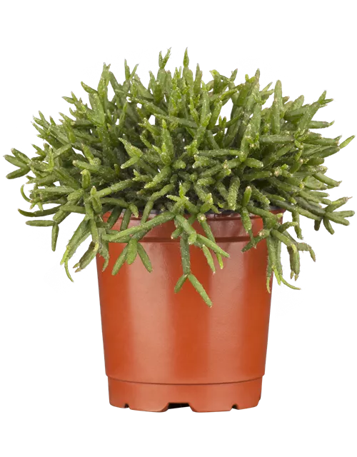 Rhipsalis mix Coral Natur -R-