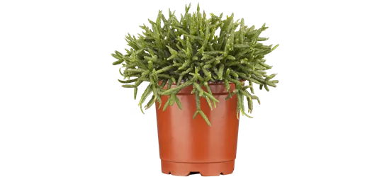 Rhipsalis mix Coral Natur -R-