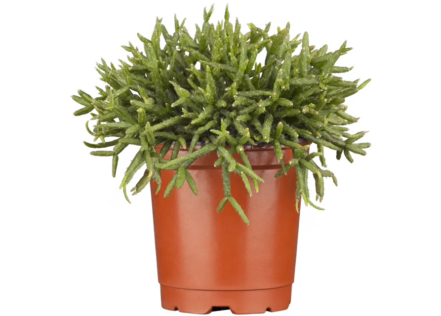 Rhipsalis mix Coral Natur -R-