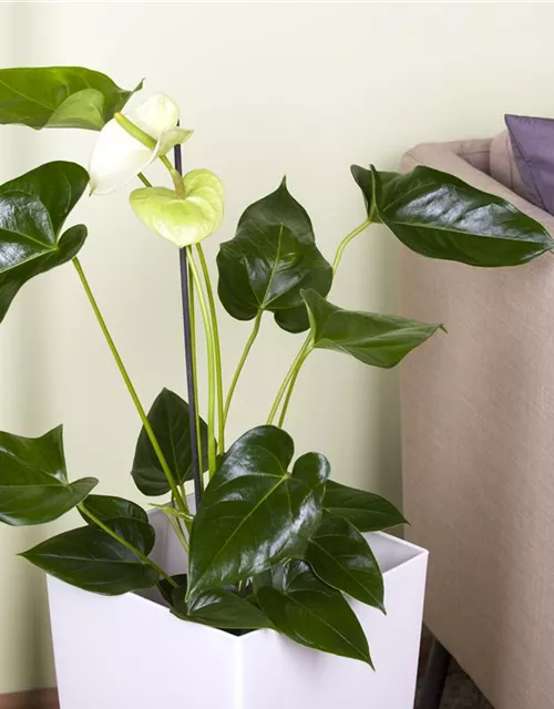 Anthurium andr. Sierra White