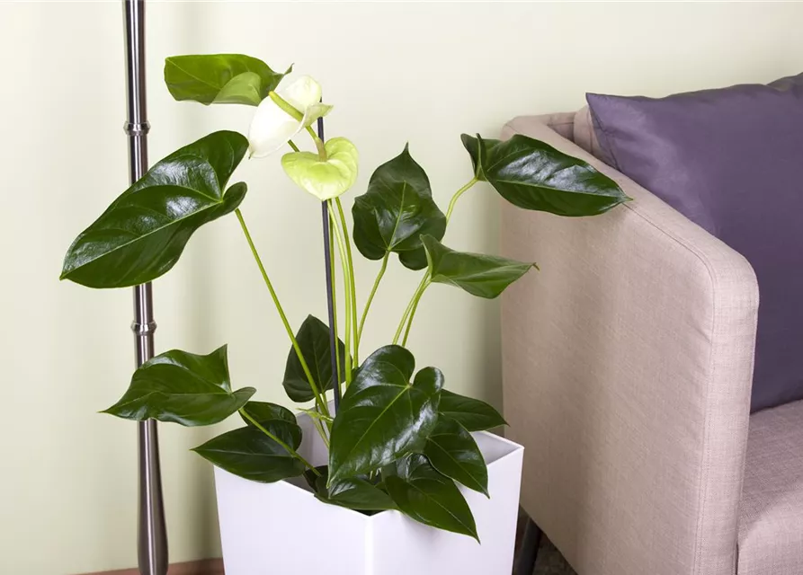 Anthurium andr. Sierra White