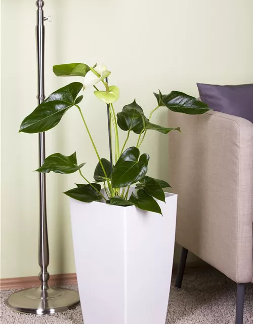 Anthurium andr. Sierra White