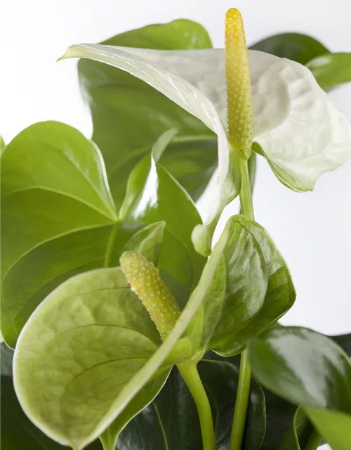 Anthurium andr. Sierra White