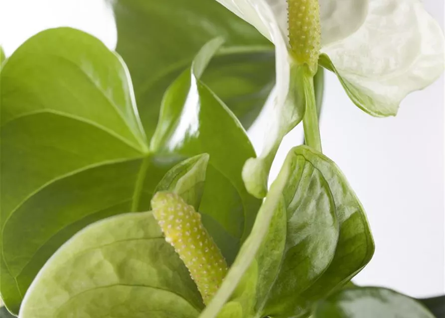 Anthurium andr. Sierra White