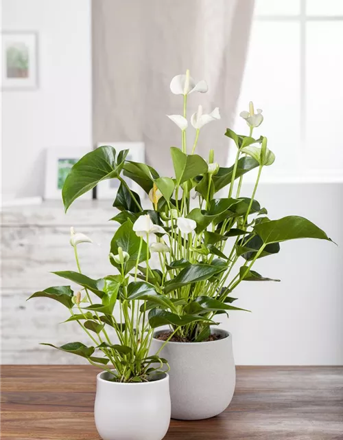 Anthurium andr. Sierra White