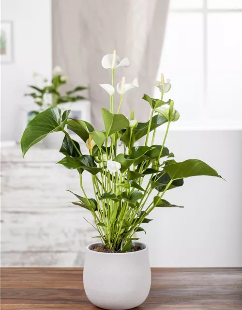 Anthurium andr. Sierra White